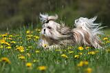 SHIH TZU 266